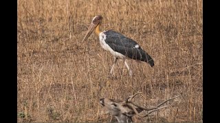 Lesser adjutant Stork [upl. by Eolcin922]