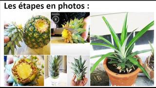 Comment faire pousser facilement un ananas à la maison [upl. by Recha]