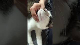 Yeah it was always itchy Right there  right there  cat cutecat catpetting 고양이 귀여운 [upl. by Zerlina]