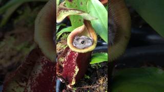 This Pitcher Plant ate my Hamster 😅❤️ nepenthes carnivorousplants pitcherplant [upl. by Fancy]