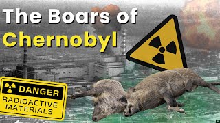 The STRANGE CASE of Chernobyl’s Radioactive Boars [upl. by Atiuqehs]