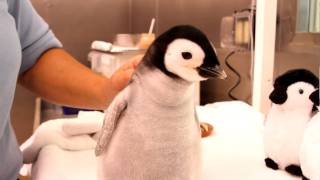 A monthold 2pound emperor penguin gets feeding [upl. by Janeva]