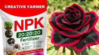 NPK Fertilizer  How to make NPK foliar fertilizer at home  NPK 20 20 20 How When and why to use [upl. by Ennoval]