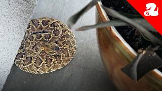 Rattlesnakes Escape the Heat on Front Porches [upl. by Middlesworth]