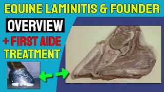 Equine Laminitis and Founder Overview PLUS First Aide for Foot Function Restoration [upl. by Noellyn]