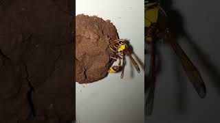 Ever seen a wasp build a nest Here’s your chance 🐝 NatureVideo WildlifeWatch [upl. by Blunk]