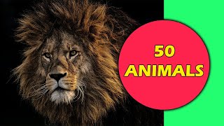 50 Animals Name and Sound in English  Animals for kids  Disha Fun Zone [upl. by Naujek258]