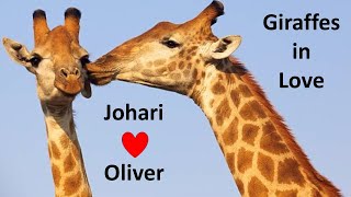 Johari and Oliver ❤️ Giraffes in Love [upl. by Irik377]