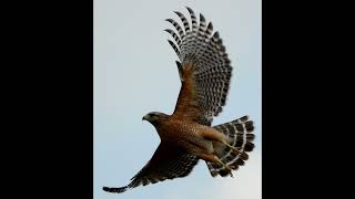 Redshouldered Hawk Screech Call Audio Only [upl. by Fante]