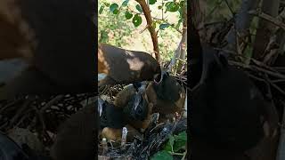 Rufous treepie bird babies P 4 shorts [upl. by Iclehc500]