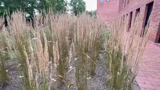 Calamagrostis × acutiflora Karl Foerster [upl. by Llyrpa]