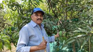 Grafted Mango tree pruningHari Babunatural farming [upl. by Temirf]