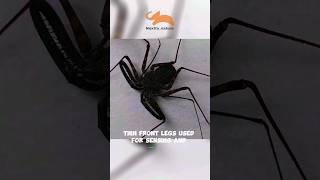 The Tailless whip scorpion [upl. by Burner]