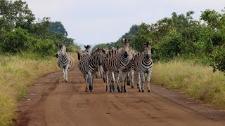 Very Pregnant Burchell’s Zebra Mare [upl. by Ellatsyrc864]