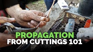 Propagating From Cuttings 101 [upl. by Kalasky]