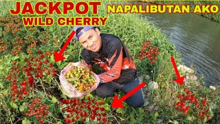 TABING ILOG PINALIBUTAN NG NAPAKAMAHAL NA BUNGA wildCHERRYtomatoe [upl. by Jillana988]