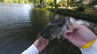 Va Beach bass fishing at Lake Smith [upl. by Hochman]