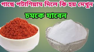 গাছে প্রচুর ফল পেতে পটাশ সারের ব্যবহার। Uses of Potash in plant [upl. by Kellia]