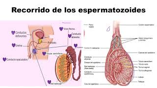 Recorrido de los espermatozoides [upl. by Maude763]