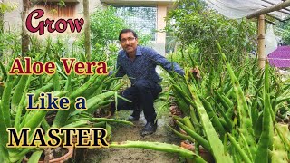 Grow Aloe Vera Like a Master Some Unique Tips [upl. by Chema]