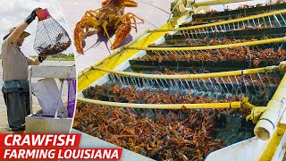 How Louisiana’s Biggest Crawfish Farm Sells Three Million Pounds of Crawfish Every Year — Dan Does [upl. by Laoj]