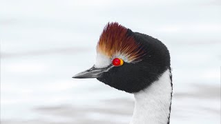 Tango in The Wind Hooded Grebe [upl. by Wini]