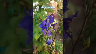 Delphinium 🥰 and Ipomoea 😅 [upl. by Elwyn]