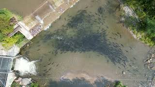 Salmon Run 2024Fish Ladder  Bowmanville Ontario Canada [upl. by Polly]