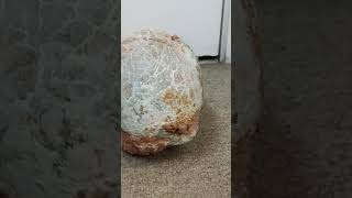 Rare Dinosaur egg dinosaur egg forsale [upl. by Ixel]