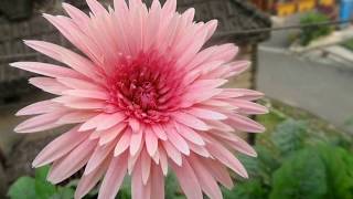 How to grow Gerbera or African Daisy [upl. by Thorbert]