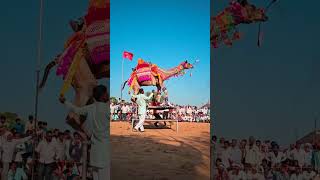 camel dance competition todpura 2023 festival [upl. by Dusty]