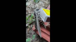 Agrius convolvuli the convolvulus hawkmoth [upl. by Dazhehs]