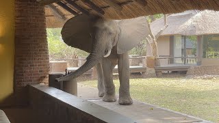 ELEPHANT Scratches His Head [upl. by Tomi]