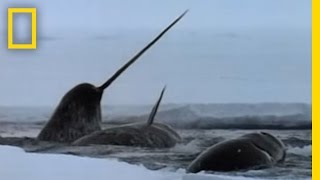 The Narwhals Mysterious Tusk  National Geographic [upl. by Einaffit638]