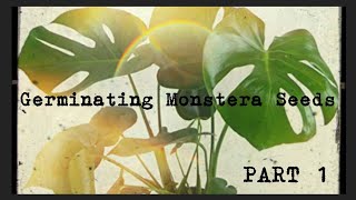 Growing Monstera Deliciosa From Seed  PART 1 [upl. by Neyuh796]