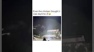 the chicken thought it was daytime 😭💀lol funny bruh subscribe trending shorts meme memes [upl. by Oicul665]