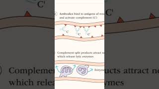 hyperacute rejection of kidney graft [upl. by Reeher]