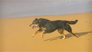 Dog Running In Epic Slow Motion 2 HD [upl. by Wiencke685]