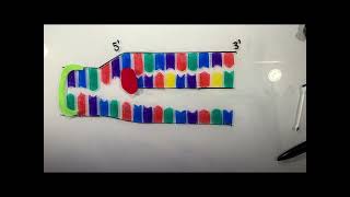 DNA Structure and ReplicationVirus Basics [upl. by Anidal314]