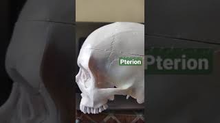 Pterion in Skull draqilshah viralvideos viral anatomy youtubeshorts doctor dr mbbs shorts [upl. by Lenehc]