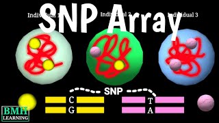 SNP Arrays  SNP Polymorphism Microarray Chip  How SNP Typing Works  DNA Analysis [upl. by Ahserkal822]