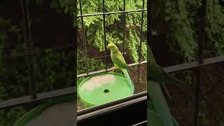 INDIAN PARROTVIDEO BY ADIL DARUWALLA [upl. by Shae711]