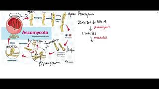 Reproduksi Ascomycota [upl. by Harned]