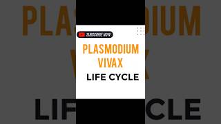 PLASMODIUM VIVAX LIFE CYCLE [upl. by Anujra368]