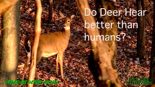 Deer Hunting Do deer hear better than humans [upl. by Peace925]