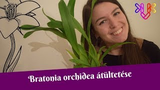 Bratonia orchidea átültetése  A pók orchidea ültetőközege [upl. by Englebert]