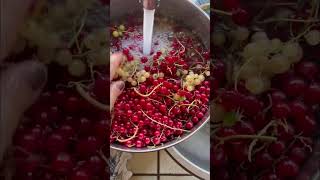 Homemade Red Currant Syrup Recipe farmliving farmstead [upl. by Southard]