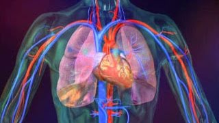 شرح جهاز heart lung machine الجزء الثالث [upl. by Annayi535]