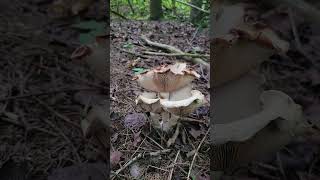 Webcaps Cortinarius species [upl. by Helbona]