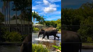 Sumatran elephant playing in the water [upl. by Tsai]